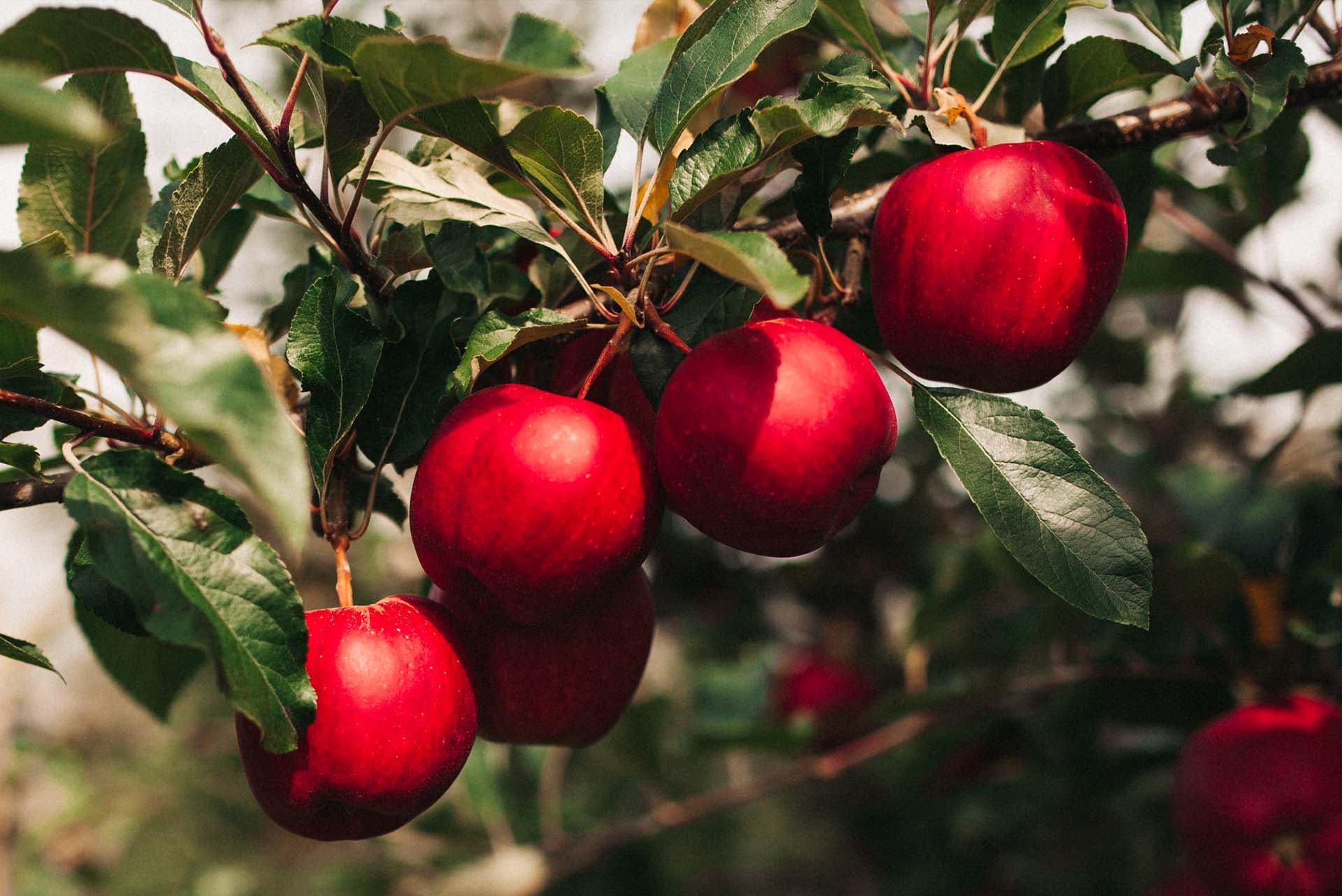 Naše vlastní jablka z Moravy